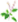 Holy Basil Tulsi Transparent 1 icon