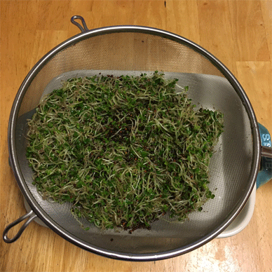 Broccoli Sprouts with Sulforaphane Aug 23 2020 23 - How to increase Sulforaphane x 3.5