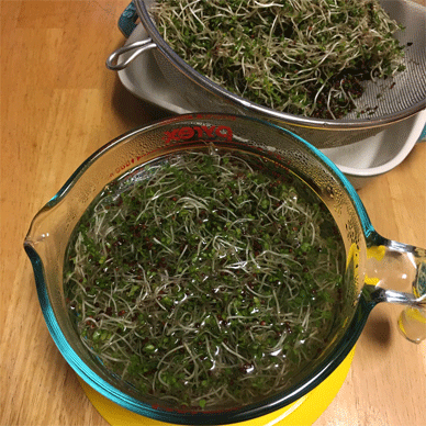 Broccoli Sprouts with Sulforaphane Aug 23 2020 17 - How to increase Sulforaphane x 3.5