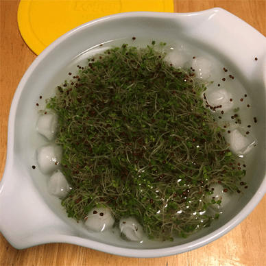Broccoli Sprouts with Sulforaphane Aug 23 2020 19 - How to increase Sulforaphane x 3.5