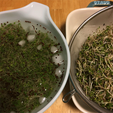Broccoli Sprouts with Sulforaphane Aug 23 2020 20 - How to increase Sulforaphane x 3.5