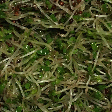 Broccoli Sprouts with Sulforaphane Aug 23 2020 21 - How-to-increase-Sulforaphane-x-3.5