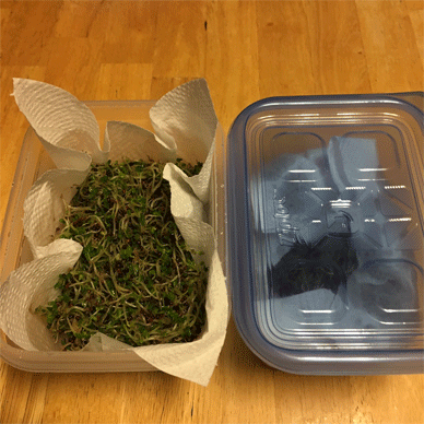 Broccoli Sprouts with Sulforaphane Aug 23 2020 25 - How to increase Sulforaphane x 3.5