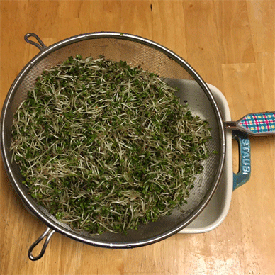 Broccoli Sprouts with Sulforaphane Aug 23 2020 8 - How to increase Sulforaphane x 3.5