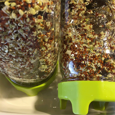 Broccoli Sprouts with Sulforaphane Aug 7 2020 3 - Rinsing in the morning (Day 3)