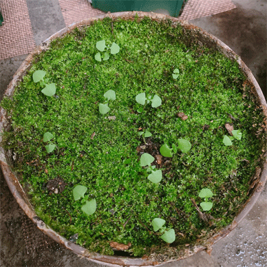 苔むした鉢に発芽した沢山のホーリーバジルの芽(Oya Tulsi オオヤトゥルシーとKrishna Tulsi クリシュナトゥルシー) Jul 21 2020 Holy Basil - Oya Tulsi & Krishna Tulsi Jul 21 2020 1