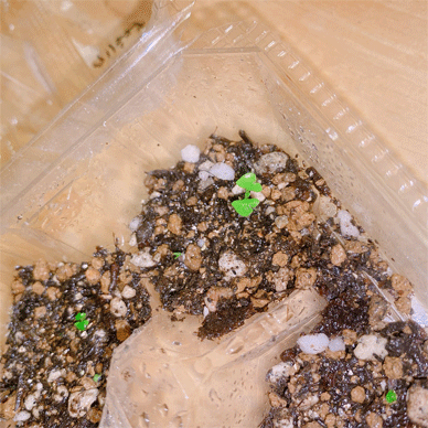 Krishna Tulsi 1 gou with little ones クリシュナトゥルシー2号くんと小さい子たち Holy Basil - Oya Tulsi & Krishna Tulsi Jul 21 2020 2.gif