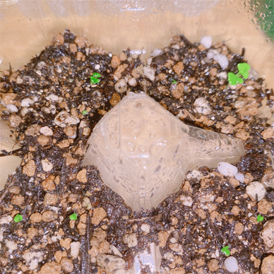 Holy Basil - Oya Tulsi & Krishna Tulsi Jul 21 2020 7 gif.gif