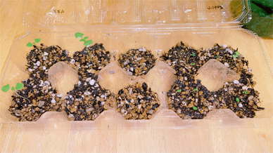 Egg Case germination bed for Holy Basil Tulsi 卵ケースのホーリーバジル(トゥルシー)の発芽用ベッド Holy Basil - Oya Tulsi & Krishna Tulsi Jul 22 2020 3 gif.gif