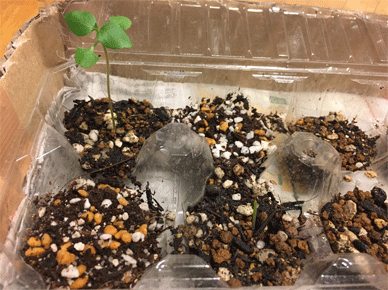 Oya Tulsi got tall enough to leave the egg case 卵ケースを卒業するに充分背が高くなったオオヤトゥルシー Holy Basil - Tulsi Aug 2 2020Holy Basil - Tulsi Aug 1 2020 2 - Oya Tulsi got tall enough to leave the egg case