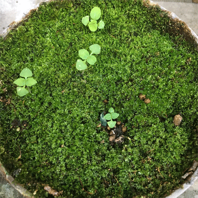 Holy Basil Oya Tulsi and Krishna Tulsi remaining in that outside pot for germination as of Aug 8月現在発芽用い使っていた苔むした鉢に残っているホーリーバジル オオヤトゥルシーとクリシュナトゥルシー(定植に成功したものも、失敗してスプラウトを根から葉の先までWhole Food ホールフードをして頂いたものも) Holy Basil - Tulsi Aug 2 2020 - 2 - Oya Tulsi and Krishna Tulsi remaining in that pot for germination outside as of now