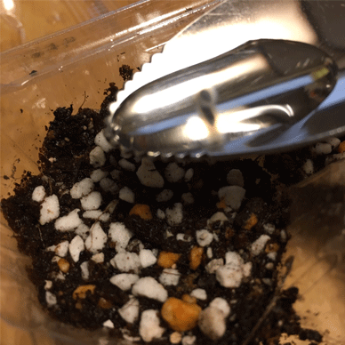 Let's plant Holy Basil (Tulsi) Seeds ホーリーバジル(トゥルシー)の種を植えましょう、というか撒きましょう、というか、そっと土の上に置きましょう Holy Basil - Tulsi Aug 2 2020 - Seeds are ready for landing