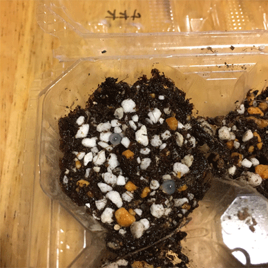 Holy Basil Seed Eyeballs ホーリーバジルの種の目玉 Holy Basil - Tulsi Aug 2 2020 - Seeds soaked in water have been put onto soil