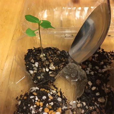 Use a table spoon to dig out the Holy Basil Tulsi bud with soil スプーンを使って定植するホーリーバジル(トゥルシー)の苗を土ごと掘り出しましょう Holy Basil - Tulsi Aug 2 2020 1 - Oya Tulsi Teishoku Settling from Egg Case 1