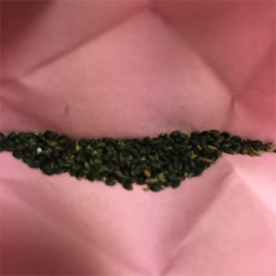 Holy Basil - Tulsi Aug 2 2020 54 - Seeds of Oya Tulsi from Fukishima