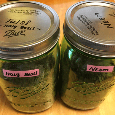Holy Basil - Tulsi Aug 2 2020 81 - Holy Basil Tea (Krishna Tulsi Tea) & Neem Tea