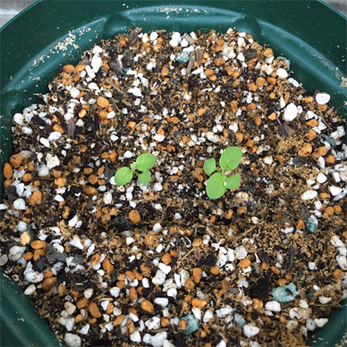Holy Basil - Tulsi Aug 2 2020 8 - Krishna Tulsi in a Slit Pot