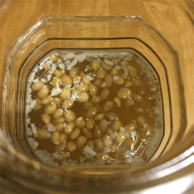 Holy Basil Tulsi Apr 12 2021 7 - How to make Super Natto Water for Disease Control