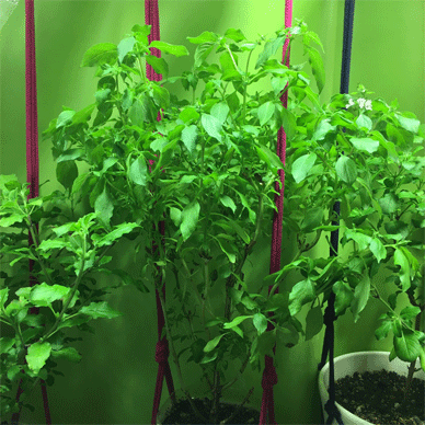 Holy Basil Tulsi Apr 7 2021 1 - Oya Tulsi 2gou