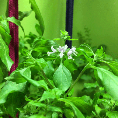 Holy Basil Tulsi Apr 7 2021 2 - Oya Tulsi 2gou