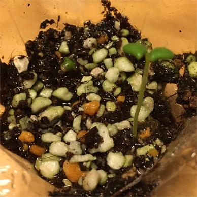 Holy Basil Tulsi Aug 10 2020 19 - Oya Tulsi from Fukushima Yuko san one losing a leaf
