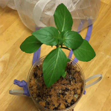 Holy Basil Tulsi Aug 12 2020 32 - Oya Tulsi 1gou gif.gif