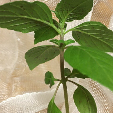 Holy Basil Tulsi Aug 12 2020 33 - Oya Tulsi 1gou gif.gif