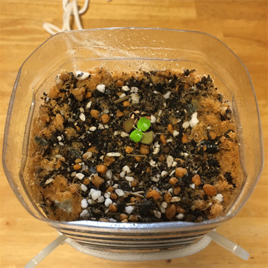 Holy Basil Tulsi Aug 12 2020 8 - One of Krishna Tulsi left for the PET bottle self wartering pot