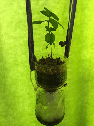 Oya Tulsi オオヤトゥルシー1号: 600mlのSelf Watering Pot made of a PET bottle ペットボトルで作った自動給水鉢の全景 Holy Basil Tulsi Aug 13 2020 2 - Oya Tulsi 1 gou in PET bottle self watering pot.gif