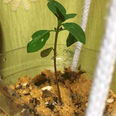 Holy Basil Tulsi Aug 13 2020 23 - 3 leaves Oya Tulsi Oya Tulsi 2gou grew stronger and greener