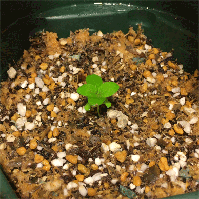 Holy Basil Tulsi Aug 13 2020 26 - Krishna Tulsi 1gou got taller