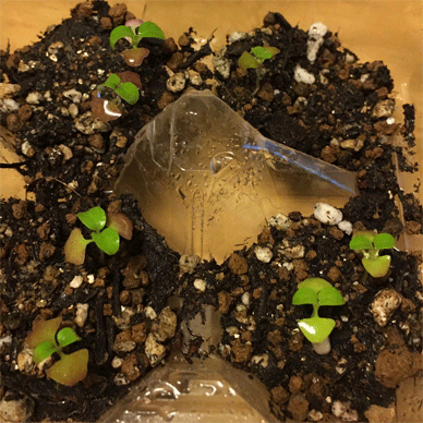 Holy Basil Tulsi Aug 14 2020 19 - Krishna Tulsi