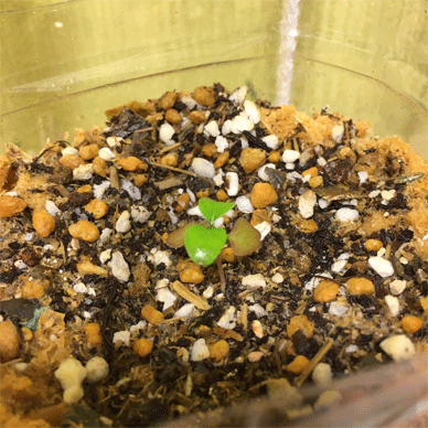 Holy Basil Tulsi Aug 14 2020 23 - Krishna Tulsi 2gou after Sun Bathing