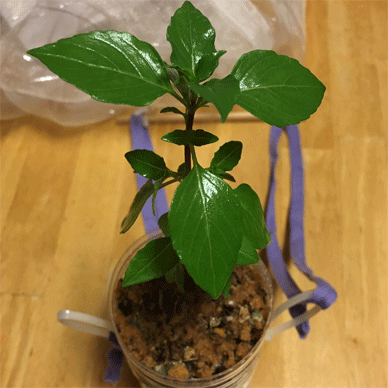 Holy Basil Tulsi Aug 15 2020 13 - Oya Tulsi 1gou Revived