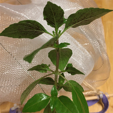 Holy Basil Tulsi Aug 15 2020 14 - Oya Tulsi 1gou Revived had more Purple dots