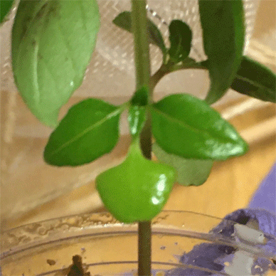 Holy Basil Tulsi Aug 15 2020 15 - Oya Tulsi 1gou Revived's Futaba has 4th leaf