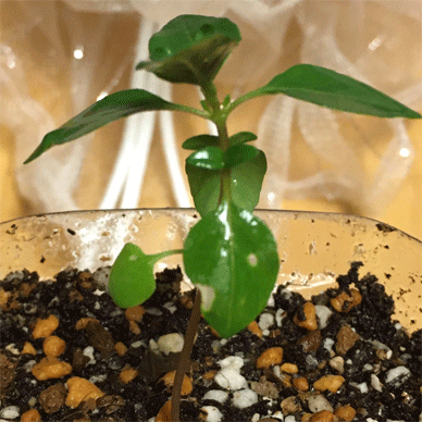 Holy Basil Tulsi Aug 15 2020 17 - Oya Tulsi 2gou surviving