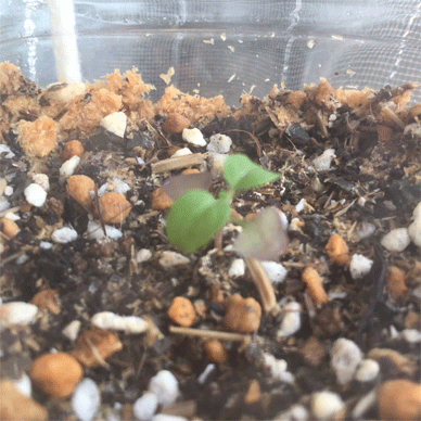Holy Basil Tulsi Aug 15 2020 9 - Krishna Tulsi 2gou Sunbathing