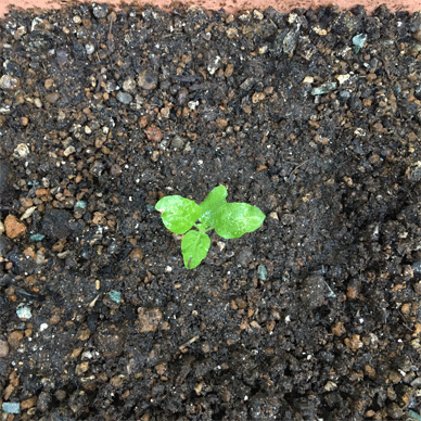 Holy Basil Tulsi Aug 16 2020 23 - Krishna Tulsi from the Green Pot into the Krishna Planter