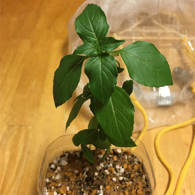 Holy Basil Tulsi Aug 16 2020 32 - Oya Tulsi 1gou New PET bottle Self Watering Pot