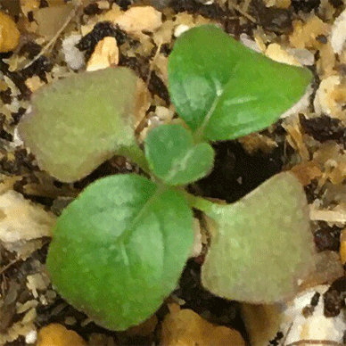 Holy Basil Tulsi Aug 16 2020 42 - Krishna Tulsi 2gou started to have New Leaves