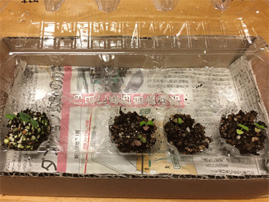 Holy Basil ホーリーバジルのPurple 紫色が出たり出なかったり、または薄れたりしてしまう原因についてあれこれ考えている間、待たされていたEgg Case 卵ケース最後のHoly Basil ホーリーバジルのチビちゃんたち Holy Basil Tulsi Aug 18 2020 13 - Oya Tulsi and Krishna Tulsi in a New Egg Case