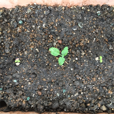 Holy Basil Tulsi Aug 18 2020 14 - Krishna Tulsi transferred to the planter lost one leaf