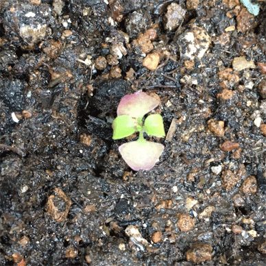 Holy Basil Tulsi Aug 18 2020 16 - Krishna Tulsi indoor grown transferred to outside LEFT