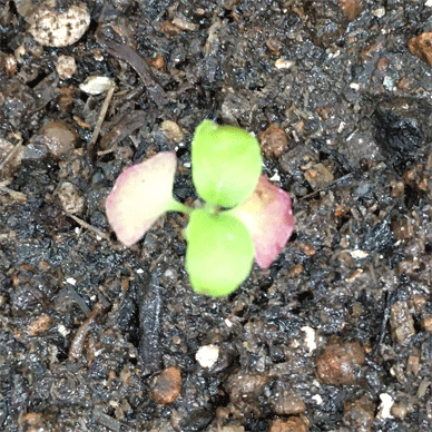Holy Basil Tulsi Aug 18 2020 17 - Another Krishna Tulsi indoor grown transferred to outside RIGHT