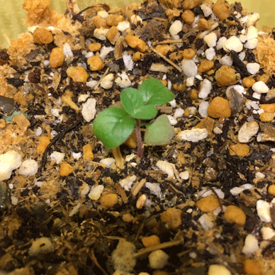 Holy Basil Tulsi Aug 18 2020 29 - Krishna Tulsi 2gou has a purple stem