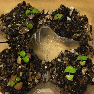 Holy Basil Tulsi Aug 18 2020 8 - Krishna Tulsi in an Egg Case