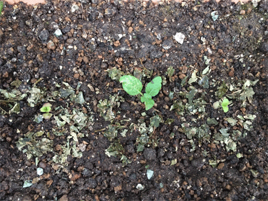 Holy Basil Tulsi Aug 19 2020 21 - Krishna Tulsi Transferred with Neem Tea Leaf as Fertilizer
