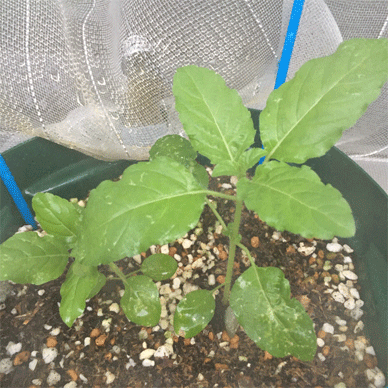 Holy Basil Tulsi Aug 19 2020 26 - Oya Tulsi with Insect Repellent Screen