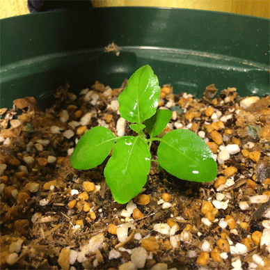 Holy Basil Tulsi Aug 19 2020 34 - Krishna Tulsi 1gou after Sunbathing